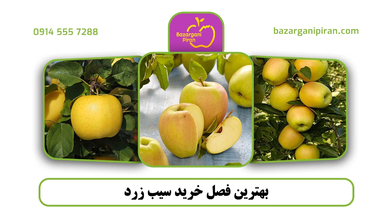 بهترین فصل خرید سیب زرد