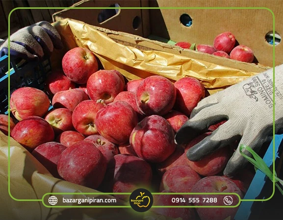 صادرات سیب به چین