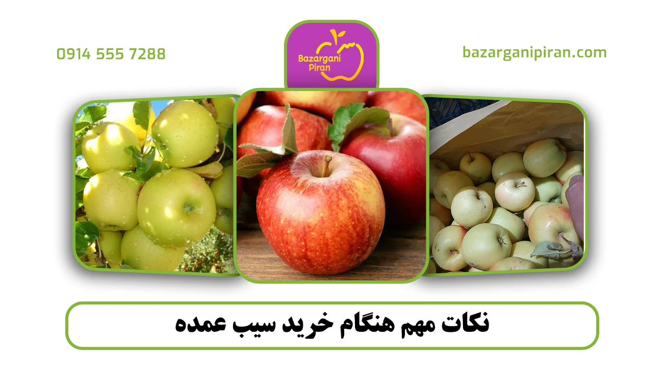 نکات مهم هنگام خرید سیب عمده