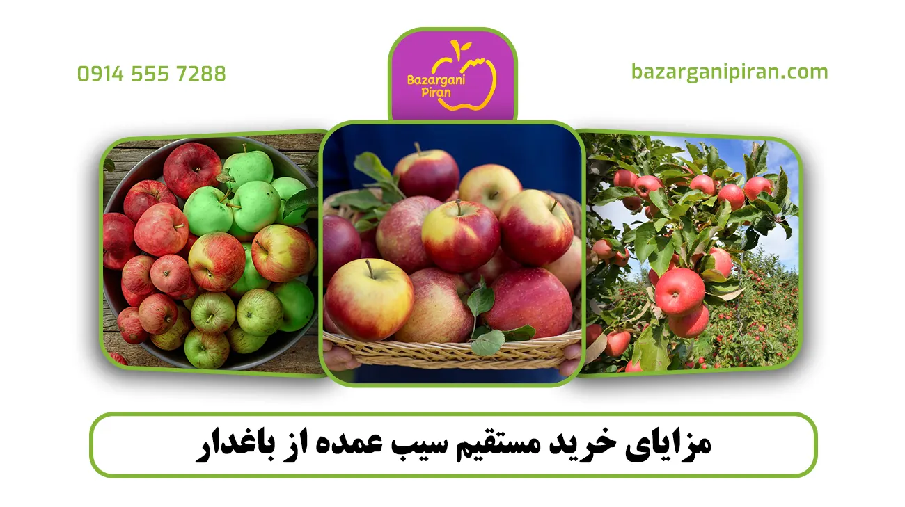 مزایای خرید مستقیم سیب عمده از باغدار