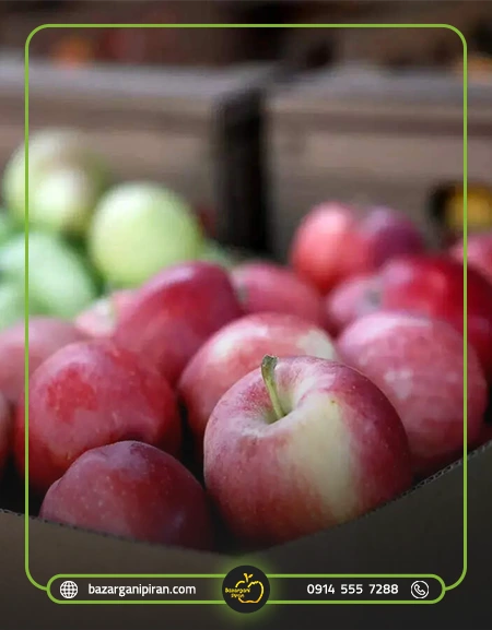 نکات کلیدی در بازاریابی صادرات سیب به چین​