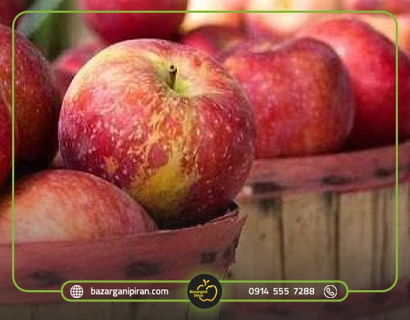 صادرات سیب به هند