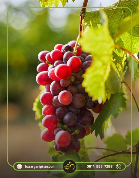 مزایای صادرات انگور به عراق برای ایران​