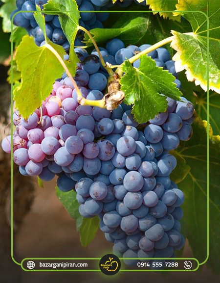 نکات طلایی برای موفقیت در صادرات انگور به امارات​