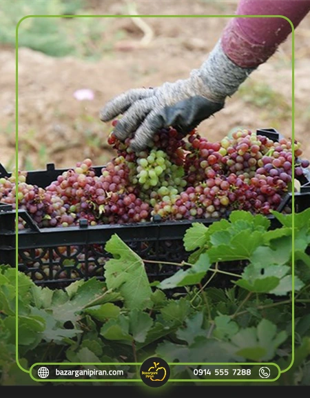 انواع انگور مناسب برای صادرات به روسیه​