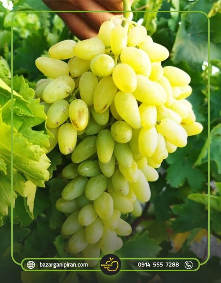 انواع انگور مناسب برای صادرات به روسیه​