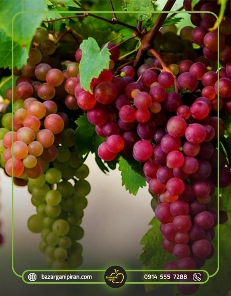 مزایای صادرات انگور به روسیه​