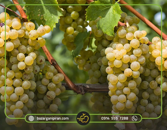صادرات انگور به روسیه