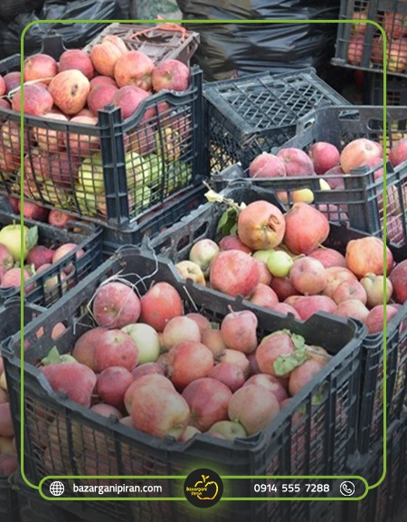 فرصت‌های اقتصادی صادرات سیب به عراق​