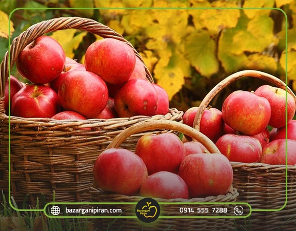 صادرات سیب به عراق