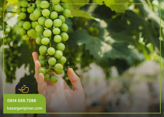 تغذیه و کوددهی درخت انگور برای افزایش باردهی