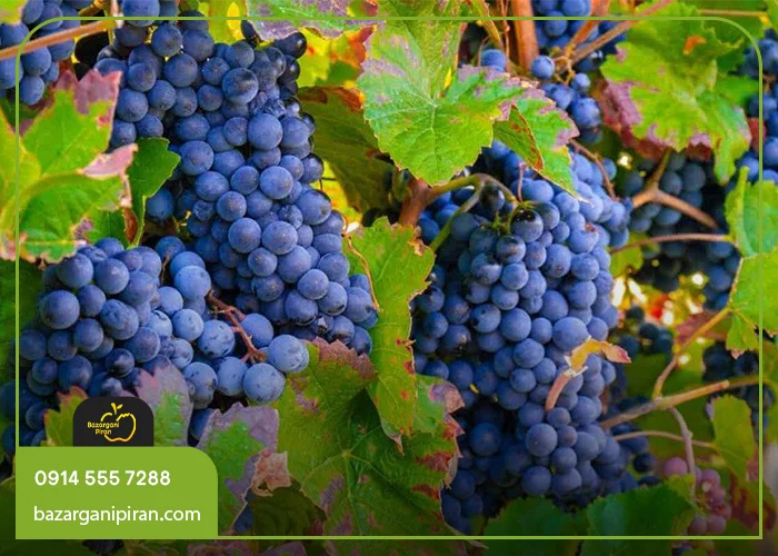 آبیاری صحیح درخت انگور برای پرباری بیشتر
