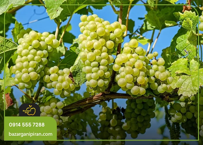 روش‌های اصولی کاشت انگور برای افزایش باردهی
