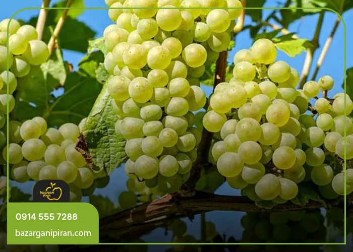 نکات طلایی برای استفاده ایمن از خاکستر در تاکستان