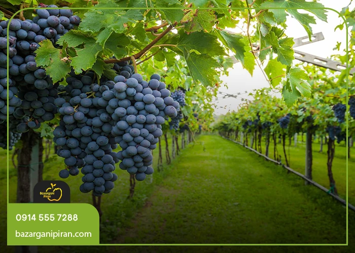 چرا استفاده از خاکستر برای درخت انگور مفید است؟