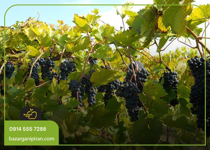 نیازهای تغذیه‌ای درخت انگور و نقش خاکستر در تأمین آن