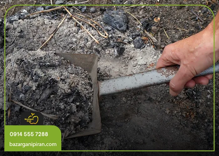 آیا می‌توان از خاکستر برای نهال انگور هم استفاده کرد؟