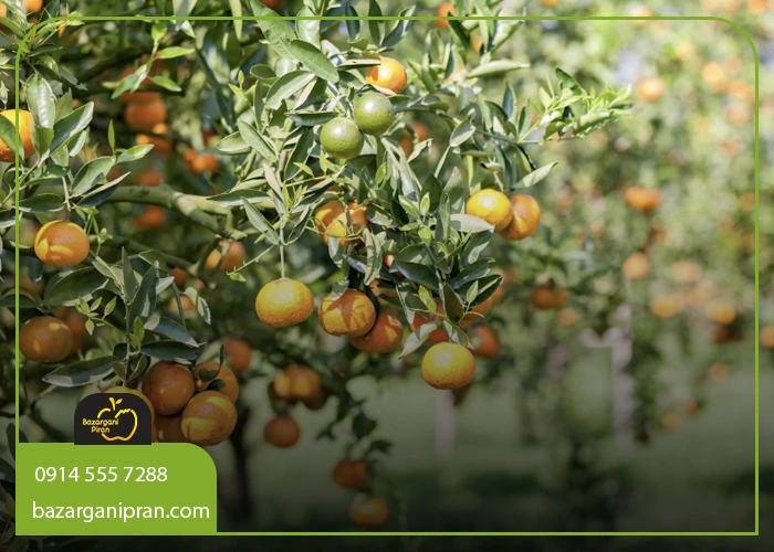 مراقبت‌های لازم در فصول گرم سال