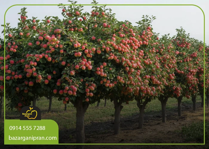 نکات مهم در انتخاب بهترین نهال برای مناطق گرمسیر