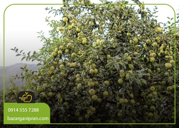 بهترین نهال برای مناطق گرمسیر