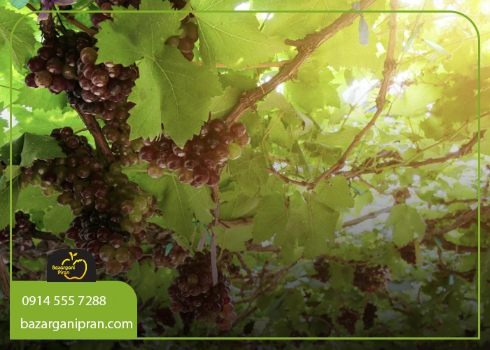 روش کاشت بهترین نهال برای مناطق گرمسیر