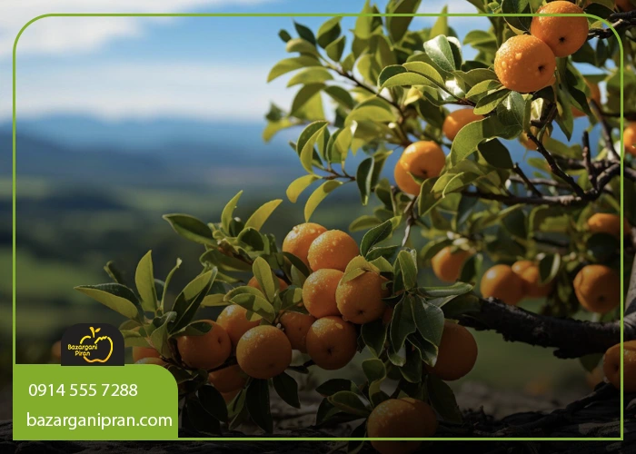 انواع بهترین نهال برای مناطق گرمسیر