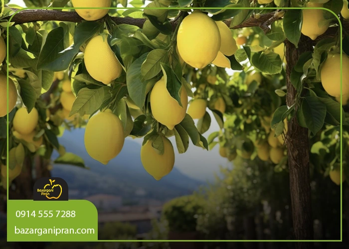 جدول مقایسه برخی نهال‌های مناسب مناطق گرمسیر