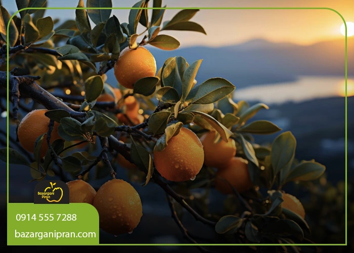 روش کاشت بهترین نهال برای مناطق گرمسیر