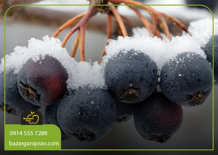 اهمیت انتخاب میوه‌ های متناسب با فصل