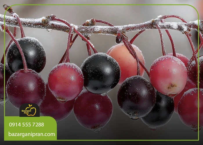 مزایای مصرف میوه‌ های فصلی